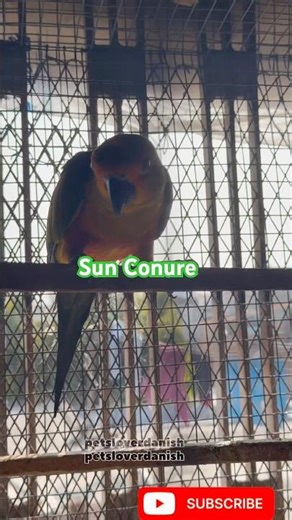 Sun Conure Parrot | Cute, Loud & Super Playful 😍 #sunconure #parrot #shorts #ytshorts