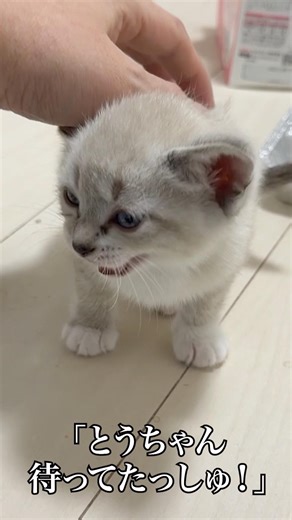 🐱到着したばかりの子猫姉弟、とつぜん姿を消す…⁉︎ #cat #kitten #猫 #子猫 #ねこ #こねこ #保護猫 #shorts #猫のいる暮らし