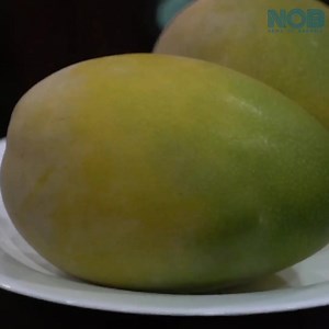 The amazing mango tree (Mangifera Indica) is much more than just a source for mangos—It’s a beautiful, living form that gives back to the planet and to the people who tend it. That juicy mango on your plate was, at one point, a tiny aromatic blossom on a mango tree—a tree that took about six years to start bearing mangos. Some trees can live and bear fruit for up to 300 years. It takes around 120 days to transform from tiny flower to ready-to-eat superfruit! Meet an Indian expat who tends a mang