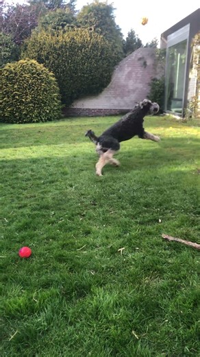 Labradoodle Max catches a big green spiky ball! #labradoodles #dog