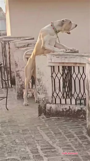 Exploring the Bulli Shokeen Dog Breed