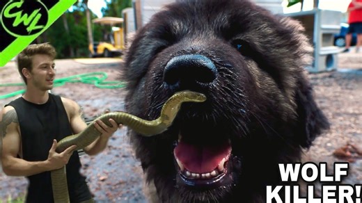 I got a “Wolf Killer” dog! King cobra gets a new home!