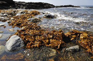 Kelp beds