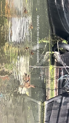 It balances out as the second half of my commute is main roads into central London 😭 look at all the babies tho I’m so lucky #london #commute #duck #ducklings