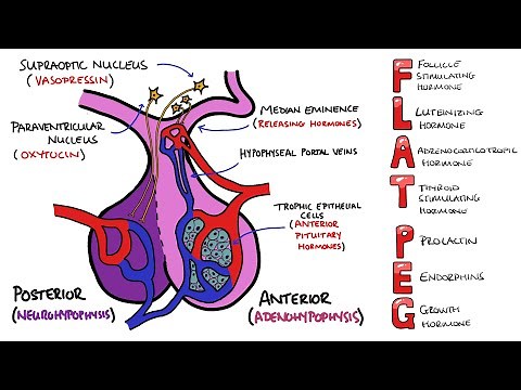 Anterior v Posterior Pituitary Gland - PLUS Anterior Pituitary Hormones Mnemonic (FLAT PEG)