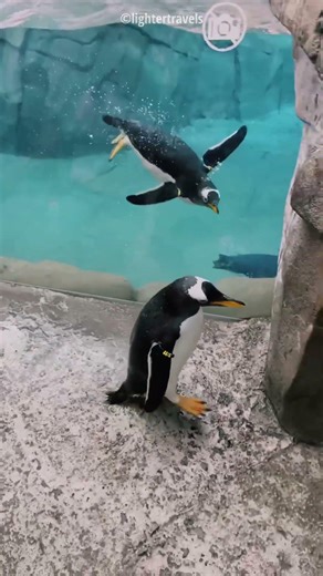 Kind Man Helps Pengauin But #trendingshorts