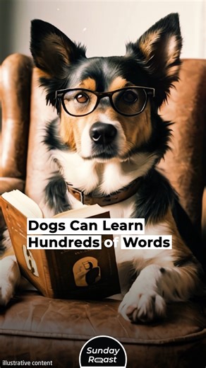 People often claim that their dogs understand them, but they have no idea just how much. | Sunday Roast