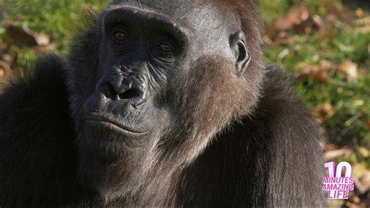 I filmed this gorilla’s face up close