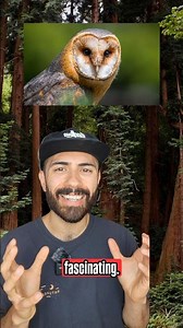 To Hear With Owl Ears 🦉