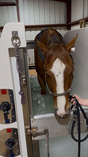 A great afternoon for a @ecbequinespa spa session for this handsome boy! The spa is the ultimate recovery and relaxation therapy. Cold hydrotherapy for faster healing, reducing inflammation, and peak performance 🐎 #equestrian #equinevet #equineveterinarian #equinerehabilitation | Alabama Performance Horse Services, Inc.