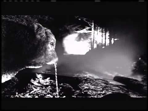 Def Leppard - Tonight Official Music Video