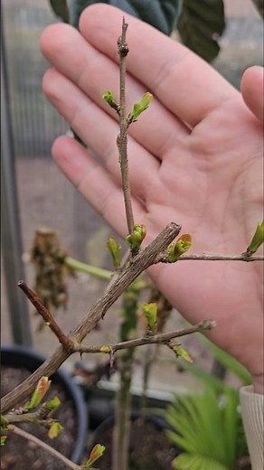 Pomegranate tree in pot is sprouting new growth.