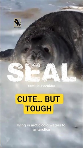 This Seal’s Life Is Harder Than You Think | Ocean Survival Story
