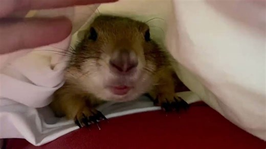 Prairie Dog Poppy Cleans My Hands: So Sweet