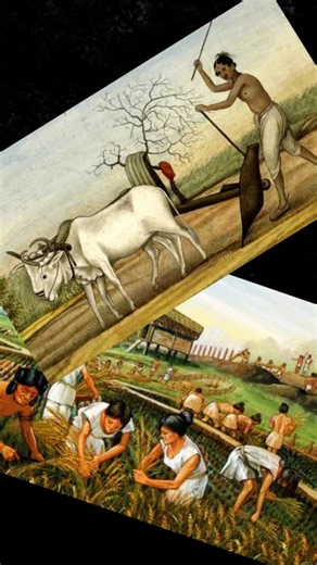 Are oats unhealthy ? Verdict: oats are not poison as some claim , neither is it a superfood . Oats are moderately good sources of carbohydrates and fibre which can be definitely added in your diet as like idli , dosa , wheat bread etc . Oats , rice , wheat belong to the same family of grains called poaecae . Oats have been cultivated since 6000 Bc and have been consumed by humans and livestock . Oats are quite nutritious with 375 cal , 60 gms carbohydrates, 13 gms protein, 10 gms fiber and 5 gms