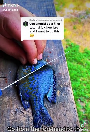 Blue Gill Fillet Tutorial: How to Clean and Cook Bluegill Fish