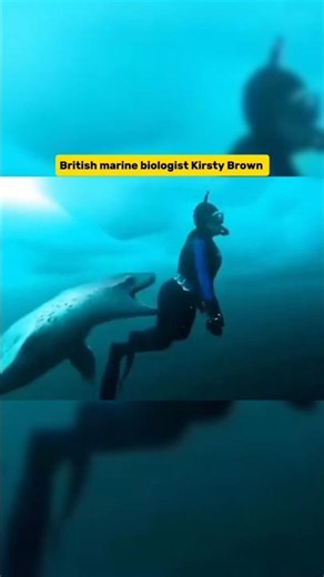 Rare footage of the only fatal leopard seal attack on a human in history.