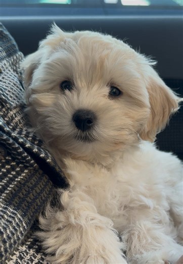 Transformative Journey with Our Maltipoo Puppy