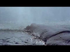 The Blue Planet [2001] - Sperm Whale Screen Time