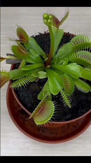 Watering Tips for Your Venus Flytrap #venus #flytrap