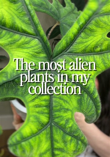 The most alien houseplants in my collection 👽🌱 I’ve always been obsessed with the surreal, almost freaky shapes nature can create. What’s the strangest plant you own? 🛸✨ Show me down in the comments 👇🏻 #planttok #plantlover #alocasia #begonia #plantcollection