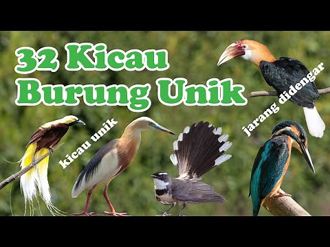 32 Suara Burung Kicau Unik, Langka dan Populer di Indonesia