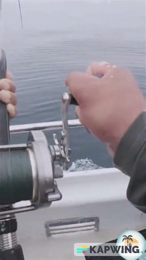 Reeling in Blue Fin Tuna Deckhand Gaffs Catch Big Game Deep Sea Fishing Outer Limits Charter #shorts