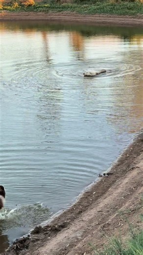 Border Collie Enjoys Essential Swim in Summer Heat