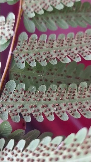 sori in fern | Pteridophytes Reproductive structure |#biology