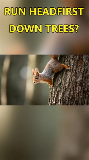 How Do Squirrels Run Backwards Down Trees? #animalquiz #facts
