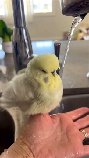 Bathing alex #badrvid1 #lovebirdslover #cockatiels #calopsita #birdwatching #parrots #funnyparrot #budgies #budgielove | Badrvid1