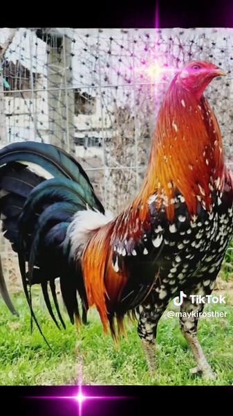 Vibrant Roosters in Rustic Settings