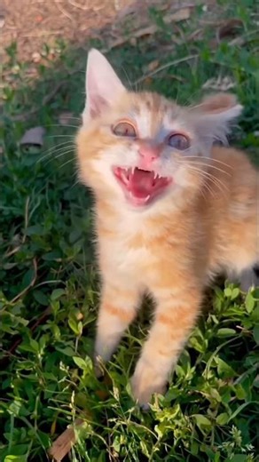 cat meowing , cat sounds,adorable golden cute kitten 🐈 #cat #かしわねこ #catworld #catblogger #kitty