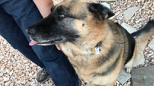 Las Vegas man baits thieves with dog poop package