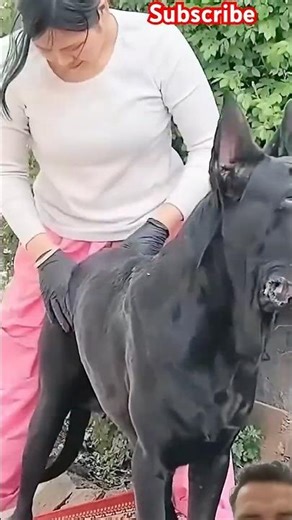 This dog is making the new generation of 60 #canecorso #gooddog #doggiecorgi #dogsrule #dogsforever