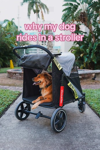 Harnessing a Stroller for Reactive Dog Training Success