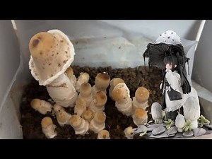 Reverse Studio collaboration: growing and eating Coprinus comatus