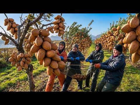 Inside the World’s Largest Almond Farm on a Remote Island in Alaska, USA — The Results Are Shocking