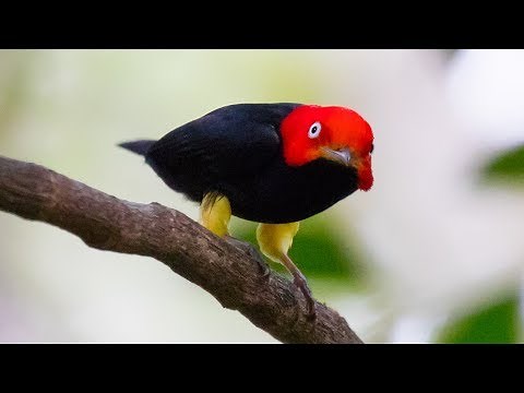 Moonwalking Manakin - Natural Born Thrillers