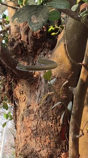 snake on tree #india #funny #viral #snake #youtubeshorts