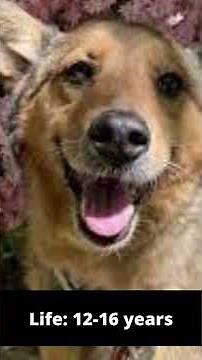 Shiba Inu German Shepherd Mix , Extremely Rare Breed