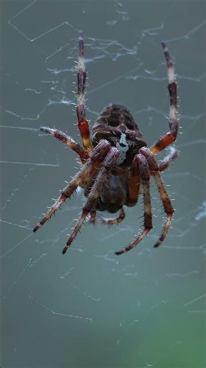SPIDER CLEANING ITS FANGS! 😱 Extreme Macro Close-Up 4K