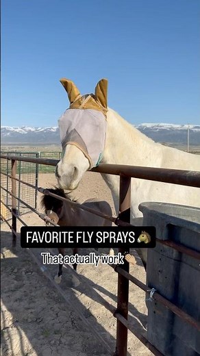 My favorite horse fly sprays that actually work👏🏼