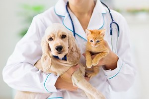 Signs your pet has been bitten by a snake