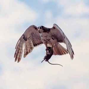 911K views · 5.9K reactions | Eagle and Mouse in the western desert | Daily Reptile | Facebook