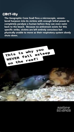 This Snail shoots poisonous HARPOONS 🐌 #shorts