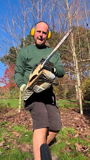 Time to trim a few more Liriodendrons Pruning isn’t just about looks – it helps the tree stay strong, encourages better growth, and prevents any weak or crossing branches from causing problems later on." #Liriodendron #TreeWork #Landscape #Nature #Planting #GreenSpaces #GardenGoals #Transformation #dartanaplants | The Mad Plantman