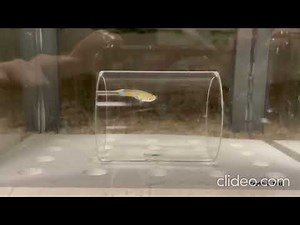 Locating executive functions in fish brains