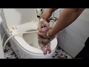 Dad helps monkey Tini change diapers and teach him how to use the toilet