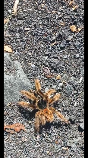 Exploración de la Araña Pollito en Río Blanco: Control Biológico y Belleza Natural